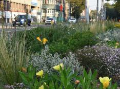 Zanedbané travnaté plochy Ostravy rozveselí AWT Rekultivace trvalkovými záhony Zanedbané travnaté plochy Ostravy rozveselí AWT Rekultivace trvalkovými záhony